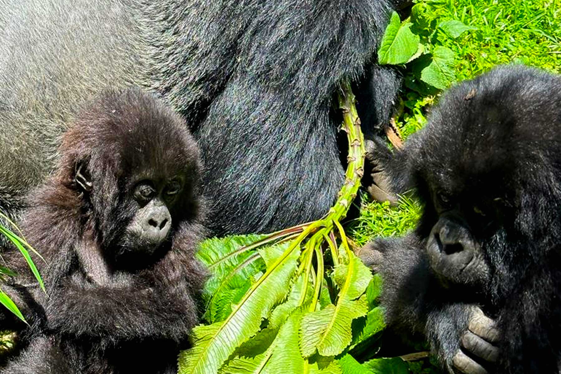 double-gorilla-trekking-adventure