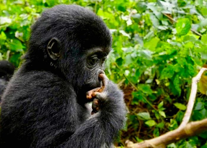 experience-the-wonders-of-rwanda-a-day-trip-gorilla-trekking-excursion-from-kigali