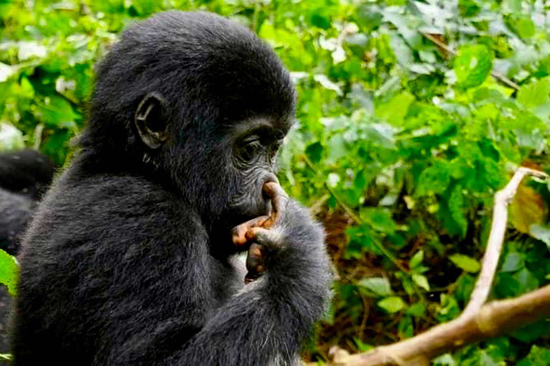 experience-the-wonders-of-rwanda-a-day-trip-gorilla-trekking-excursion-from-kigali