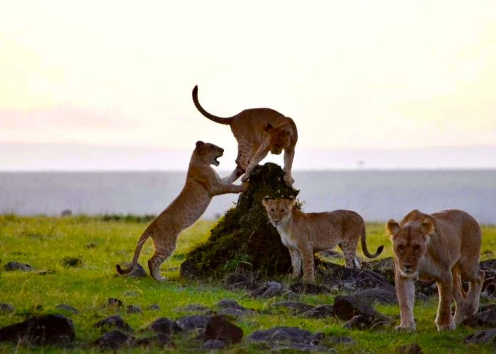 game-drive-in-amboseli-national-park