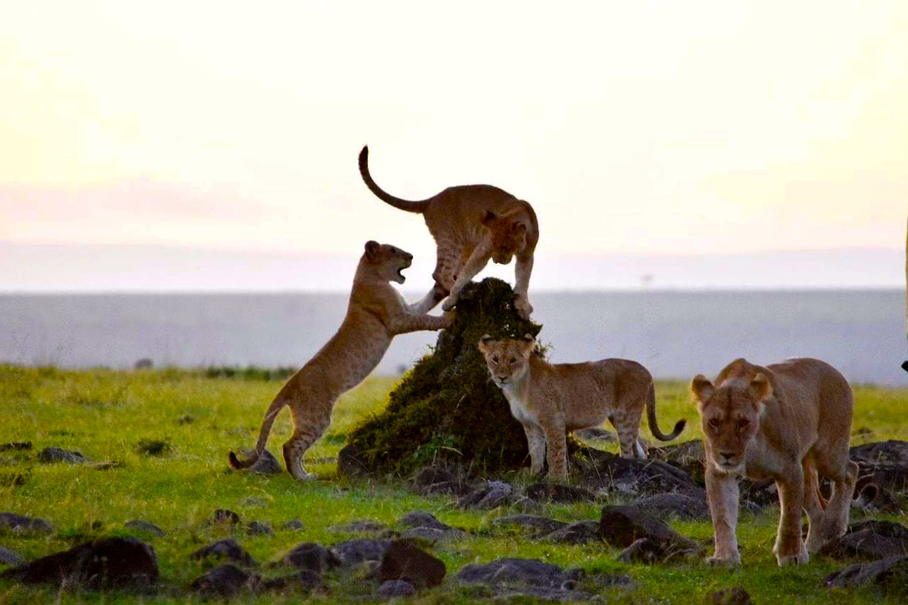 Game drive in Amboseli National Park