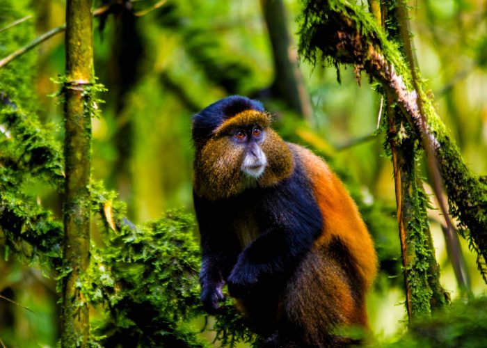 golden-monkey-trekking-at-mgahinga-national-park