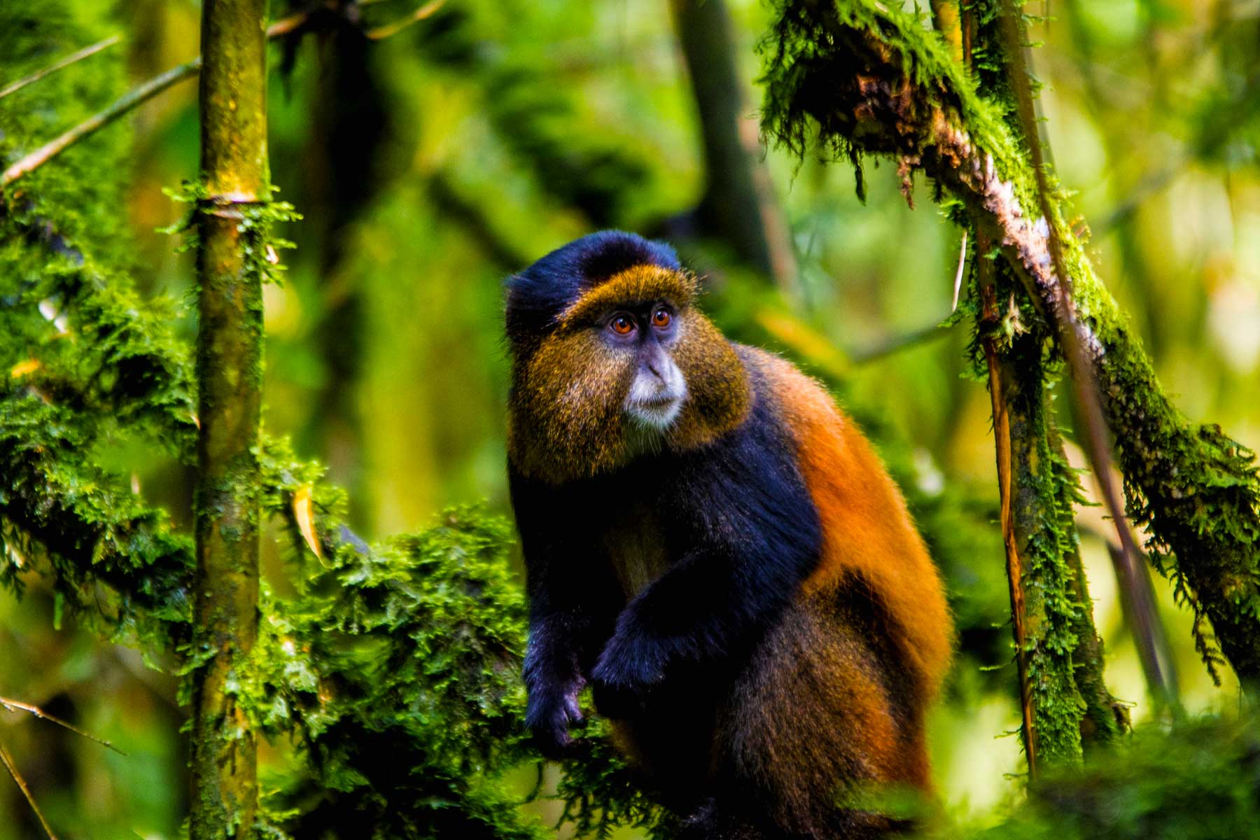 Golden Monkey Trekking at Mgahinga National Park