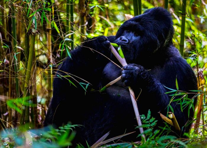 gorilla-permit-booking