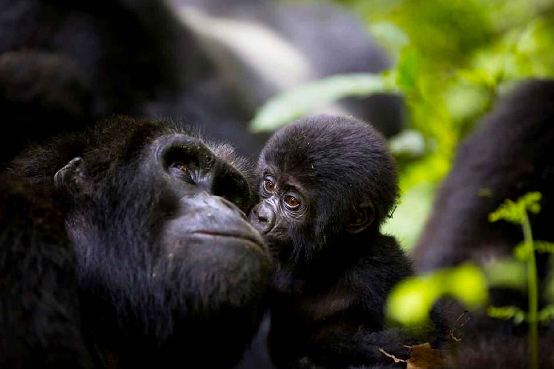 gorilla-safari-experts