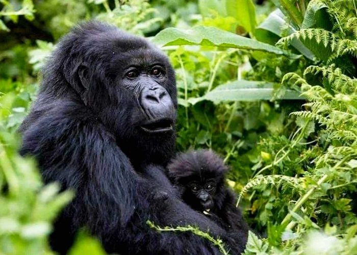 gorilla-trekking-guidelines-unveiling-the-magic-of-encounter