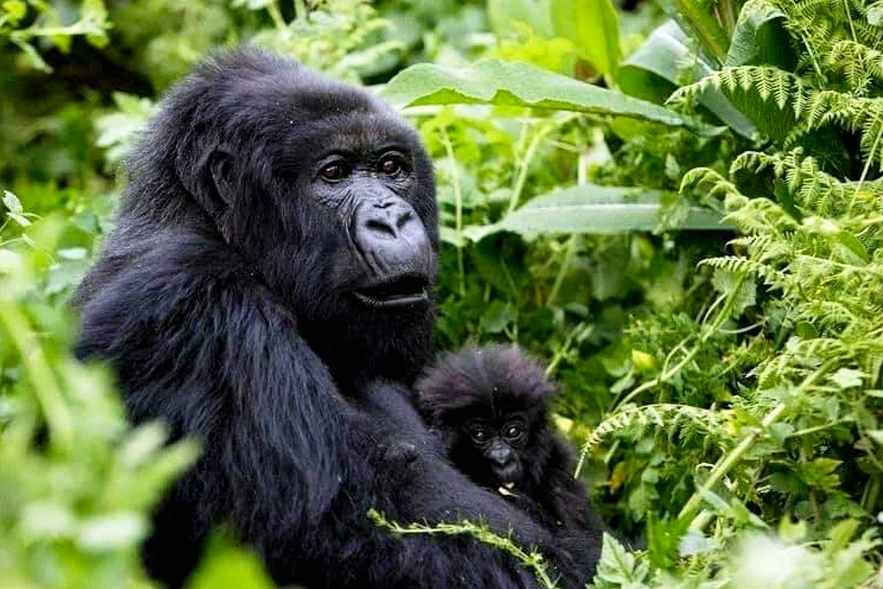gorilla-trekking-guidelines-unveiling-the-magic-of-encounter