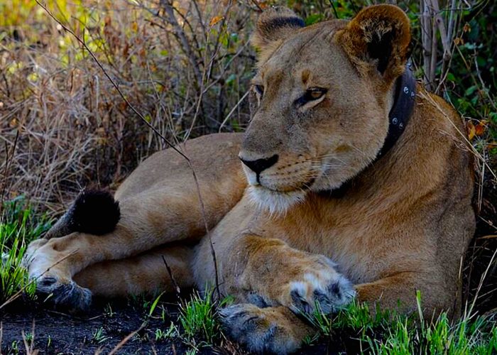 lion-tracking-experience-in-queen-elizabeth-national-park