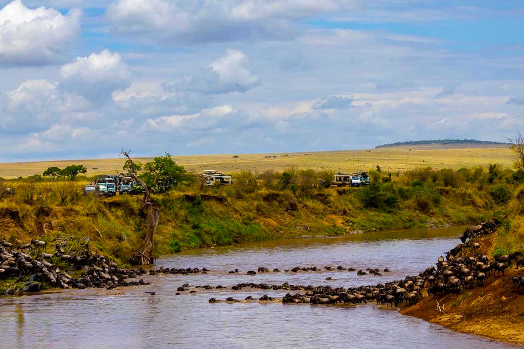 Masai Mara Migration River Crossing Experience