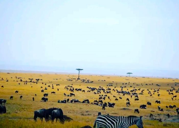 masai-mara-national-reserve