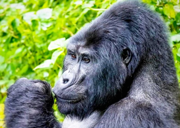 rwanda-gorilla-and-golden-monkey-trekking-at-volcanoes-national-park