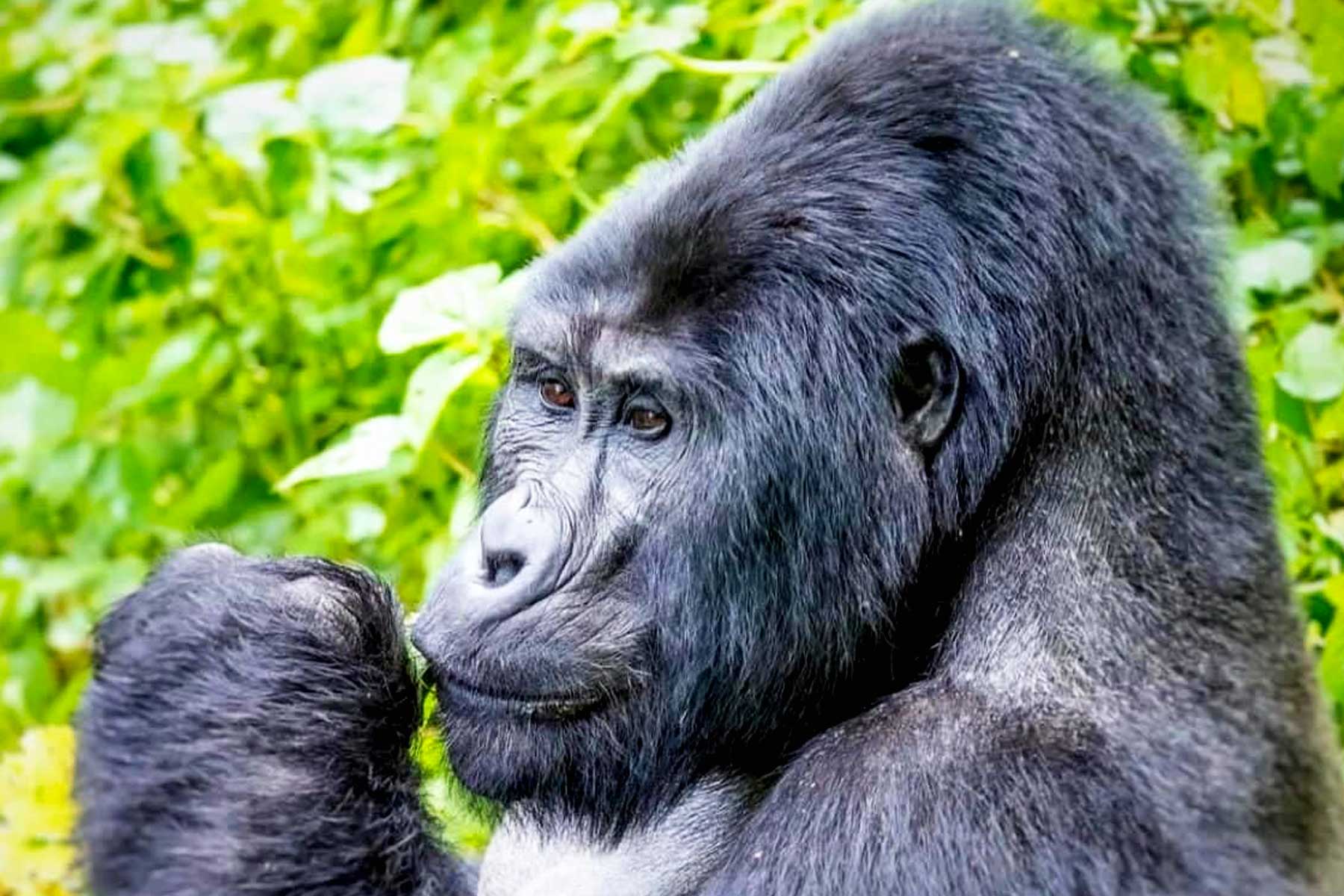rwanda-gorilla-and-golden-monkey-trekking-at-volcanoes-national-park