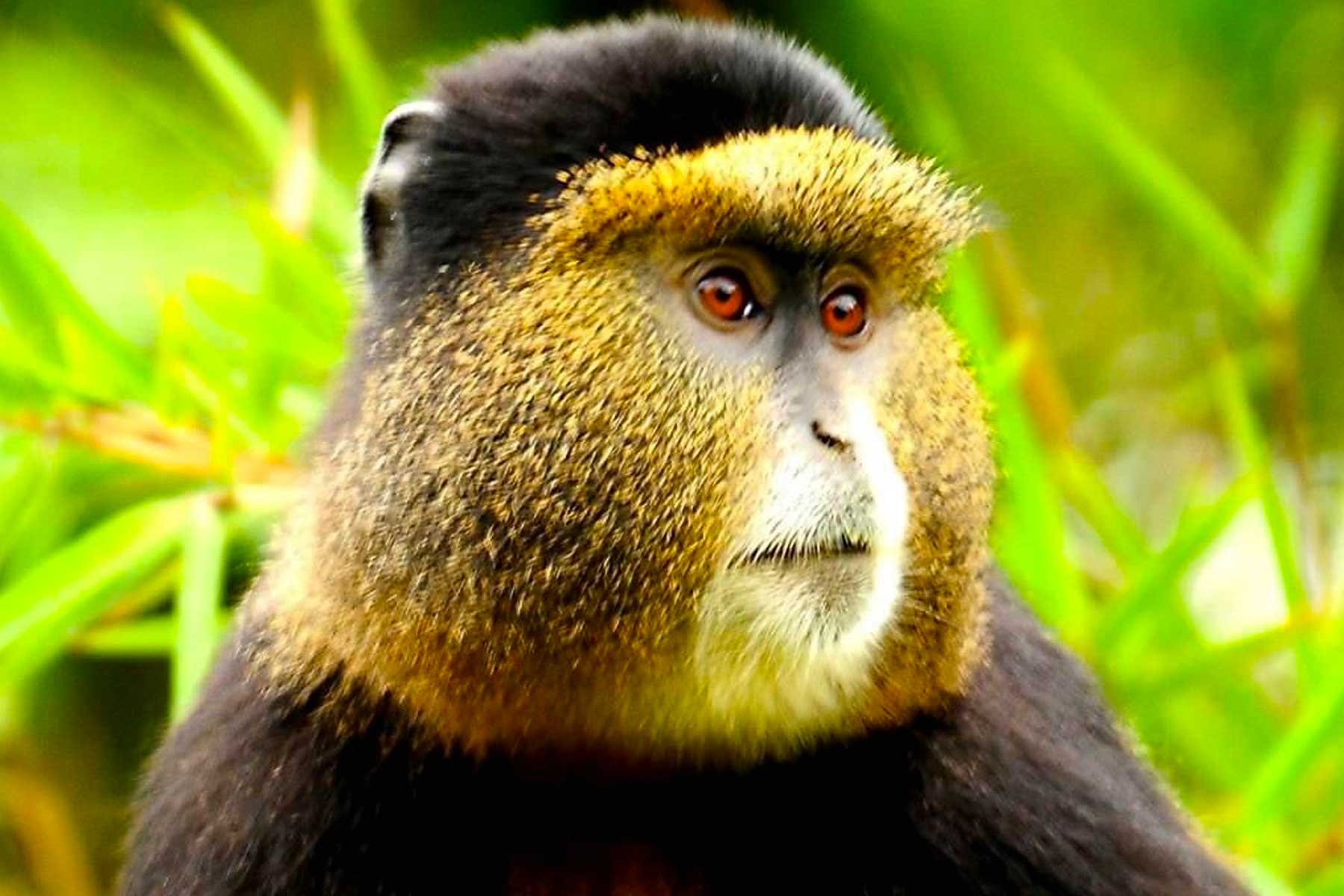 rwandas-primate-paradise