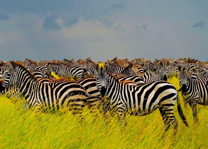 tanzania-tailored-safari-crafting-your-exclusive-adventure