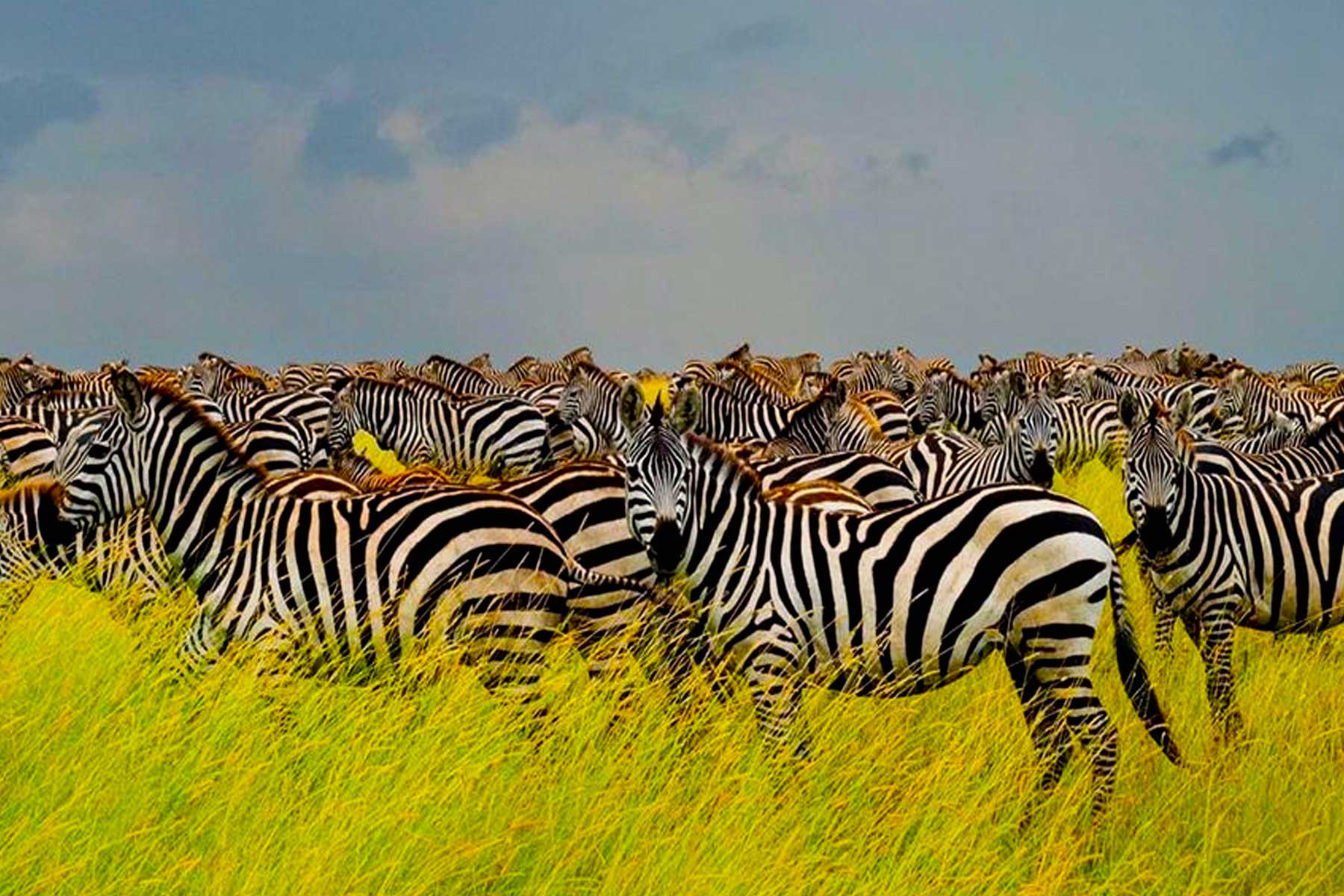 tanzania-tailored-safari-crafting-your-exclusive-adventure