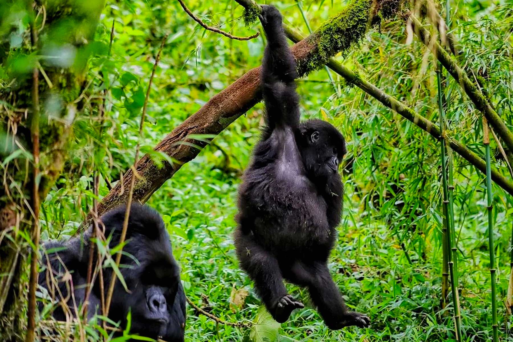 the-best-time-to-trek-gorillas