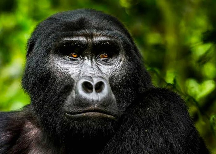 6-days-rwanda-wildlife-and-congo-gorilla-habituation-adventure