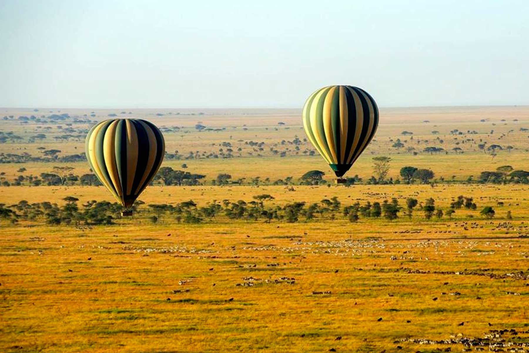 Masai Mara Hot Air Balloon Safari Experience