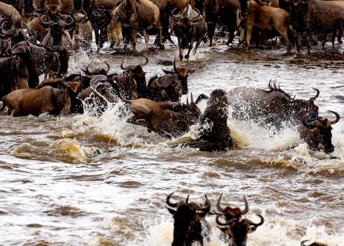 masai-mara-wildebeest-migration-experience