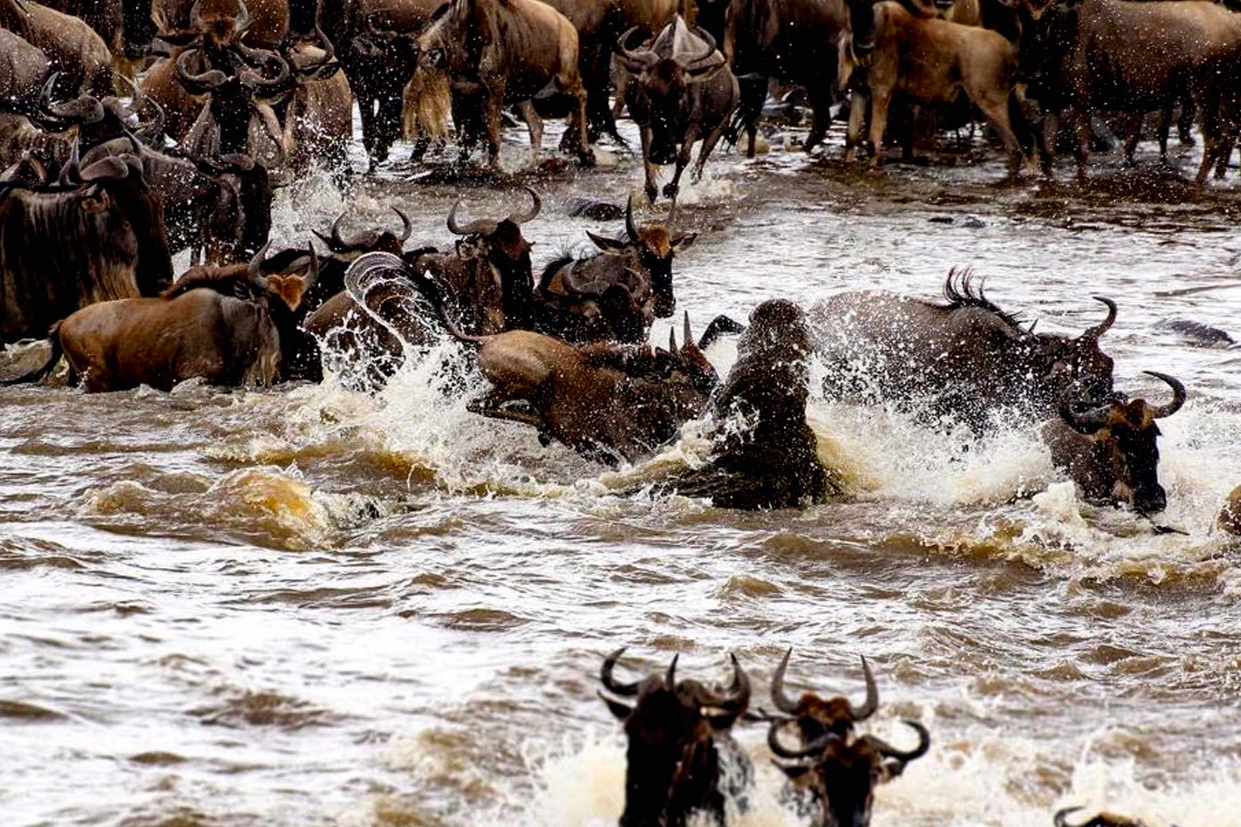 Masai Mara Wildebeest Migration Experience