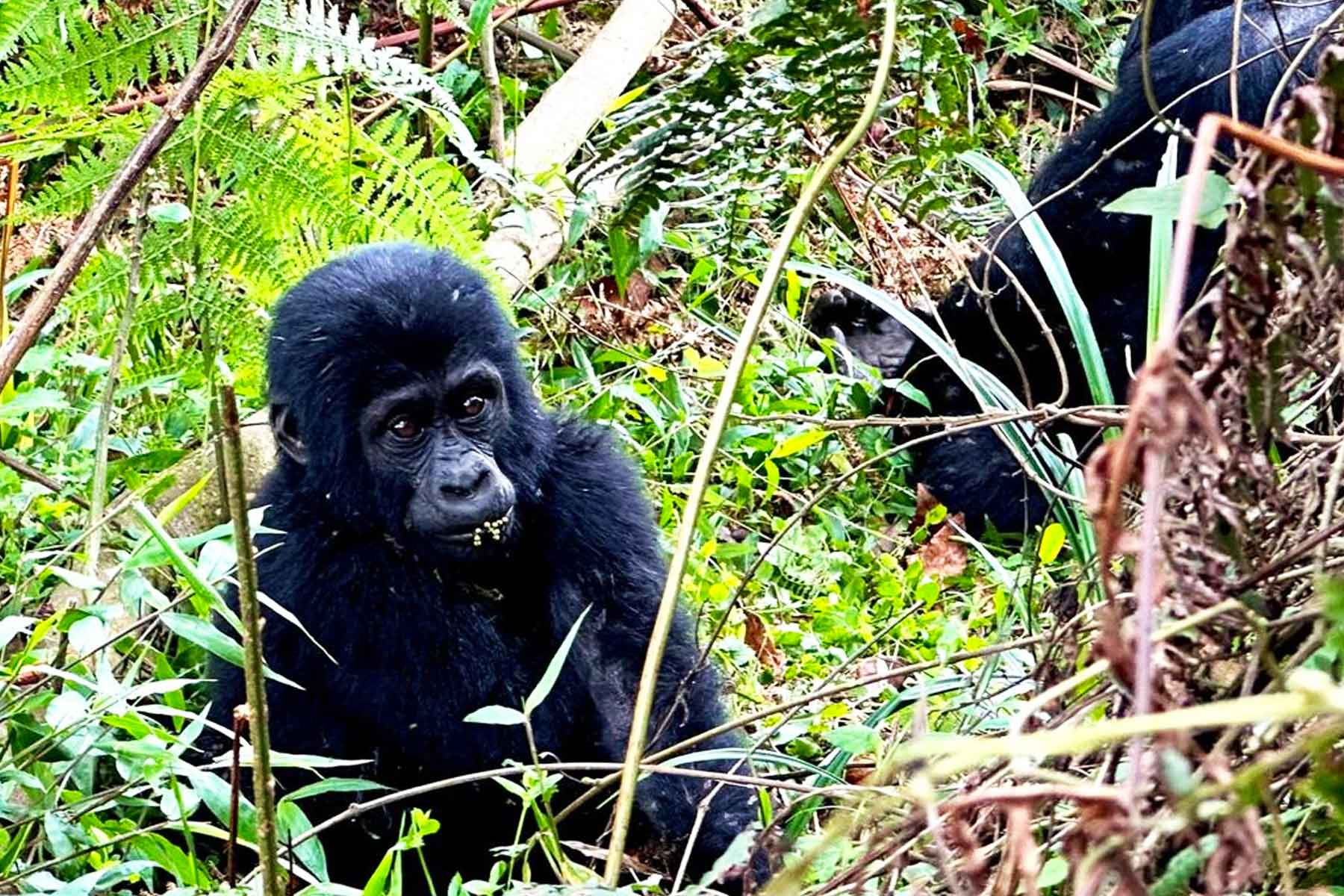 bwindis-gorilla-trekking-sectors