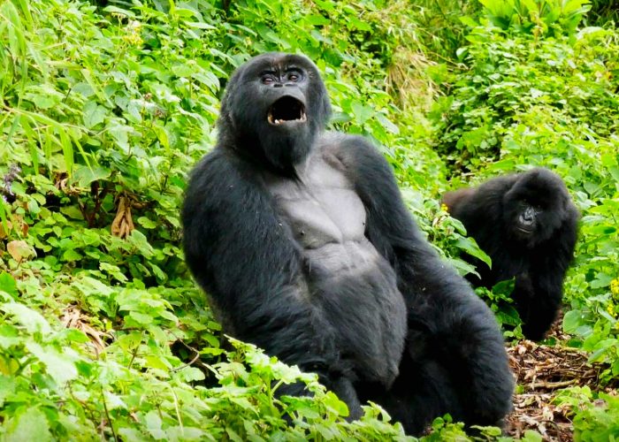 condition-for-changing-of-uganda-gorilla-trekking-sector