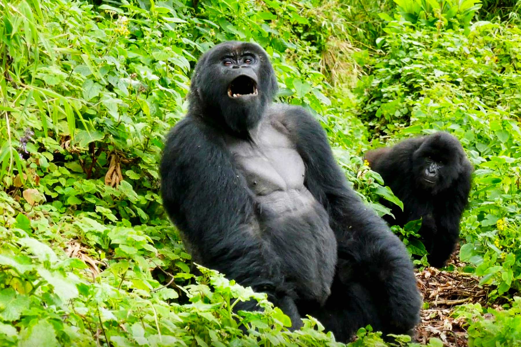 condition-for-changing-of-uganda-gorilla-trekking-sector