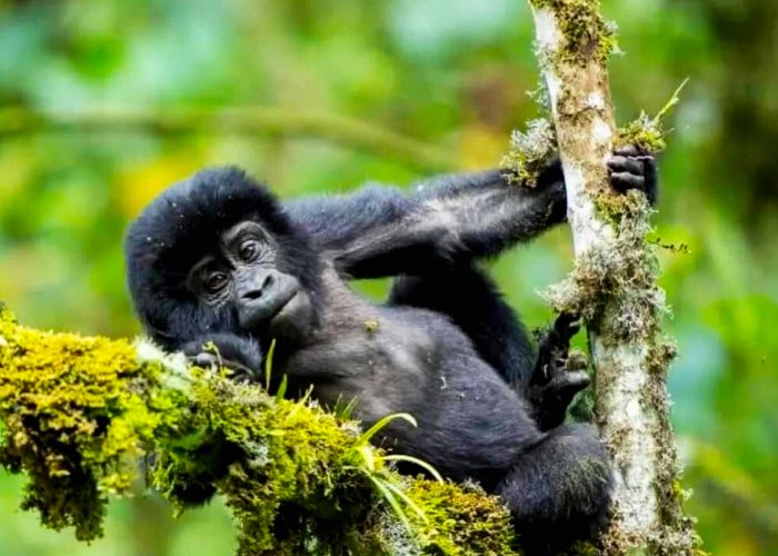 conditions-for-rescheduling-rwanda-gorilla-permit