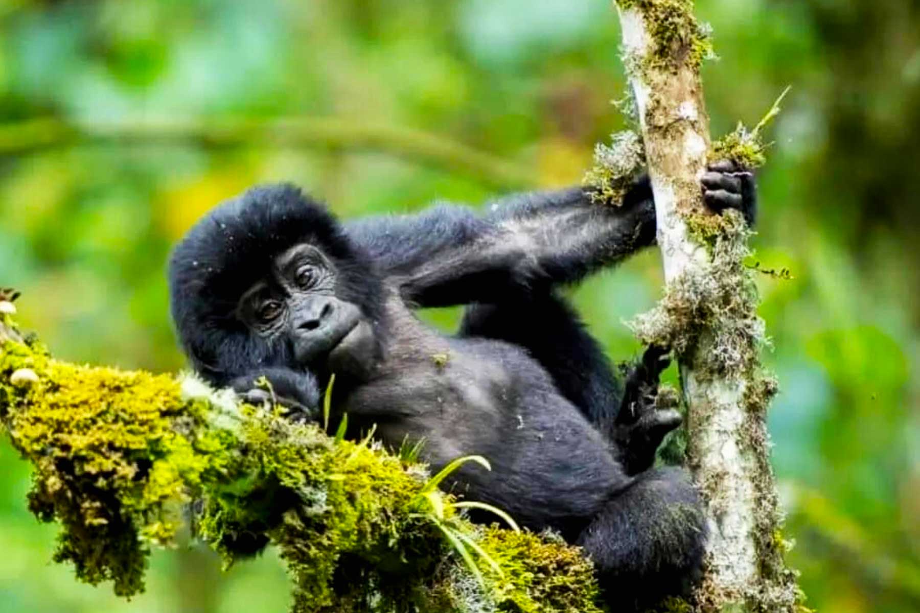conditions-for-rescheduling-rwanda-gorilla-permit