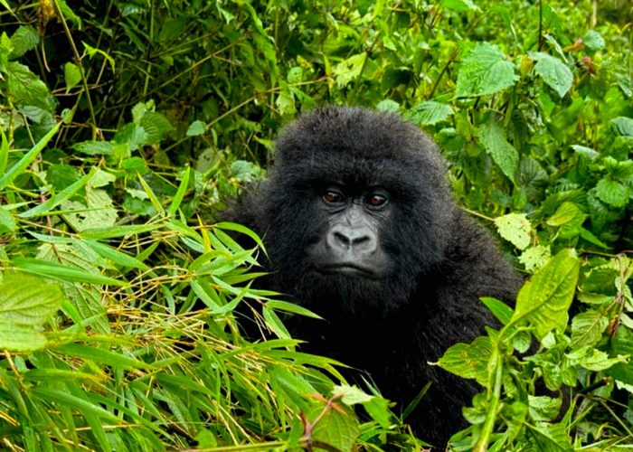 discover-the-beauty-of-bwindi-impenetrable-forest