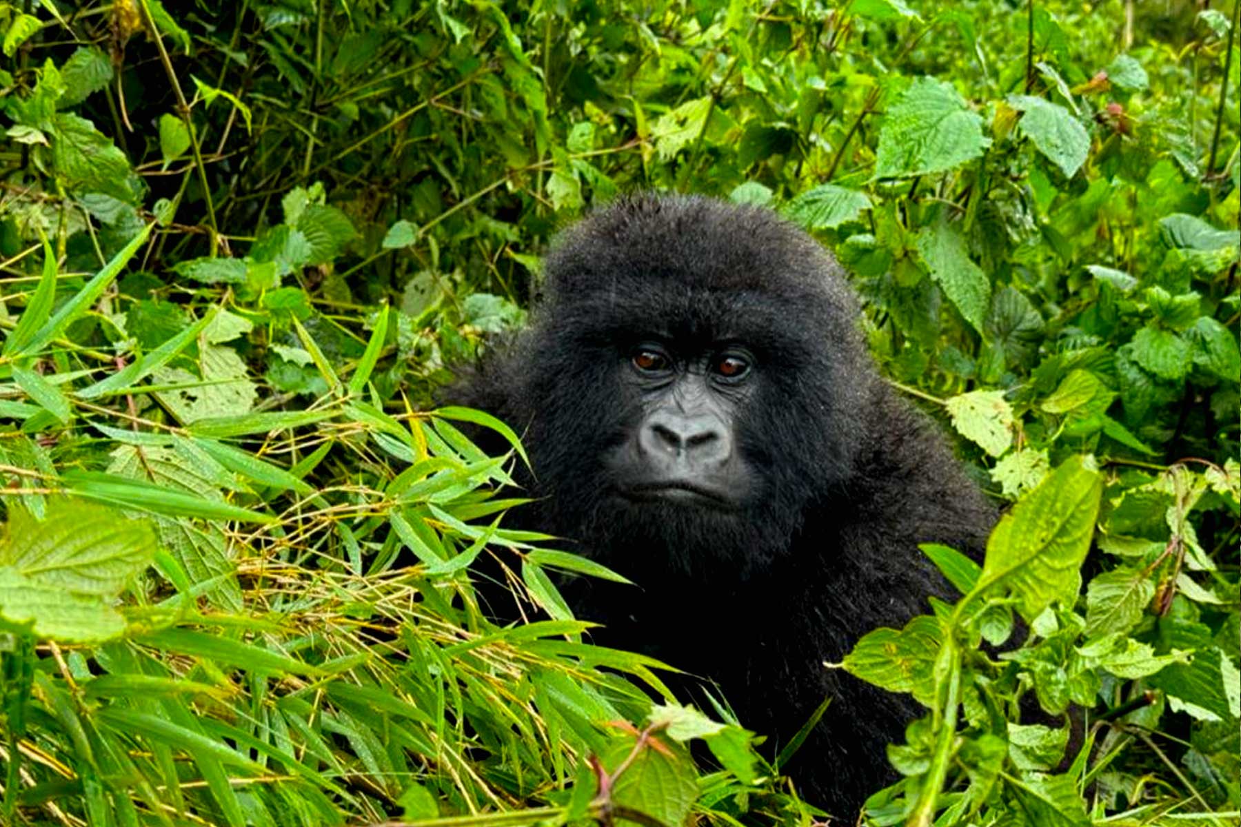 discover-the-beauty-of-bwindi-impenetrable-forest