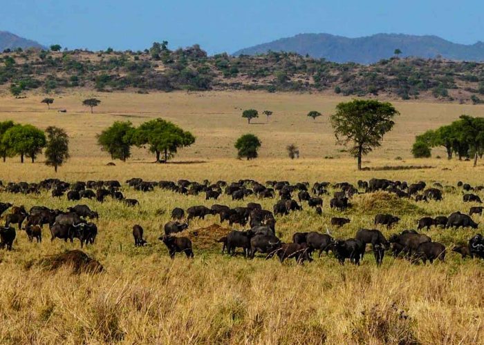 explore-the-untamed-beauty-of-kidepo-valley-national-park