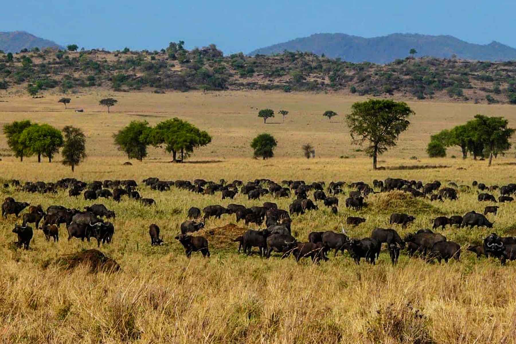 explore-the-untamed-beauty-of-kidepo-valley-national-park