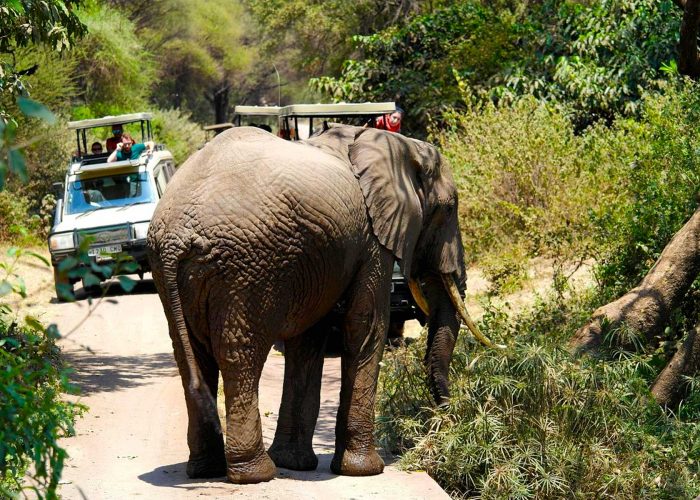 game-drive-in-lake-manyara-national-park