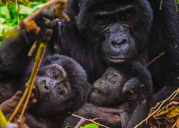 gorilla-trekking-family-allocation-at-volcanoes-national-park