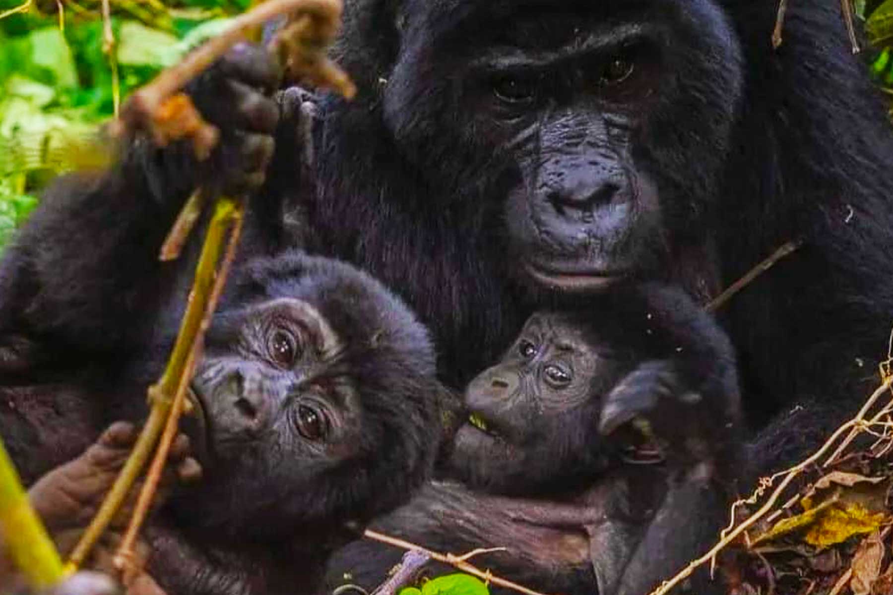 gorilla-trekking-family-allocation-at-volcanoes-national-park