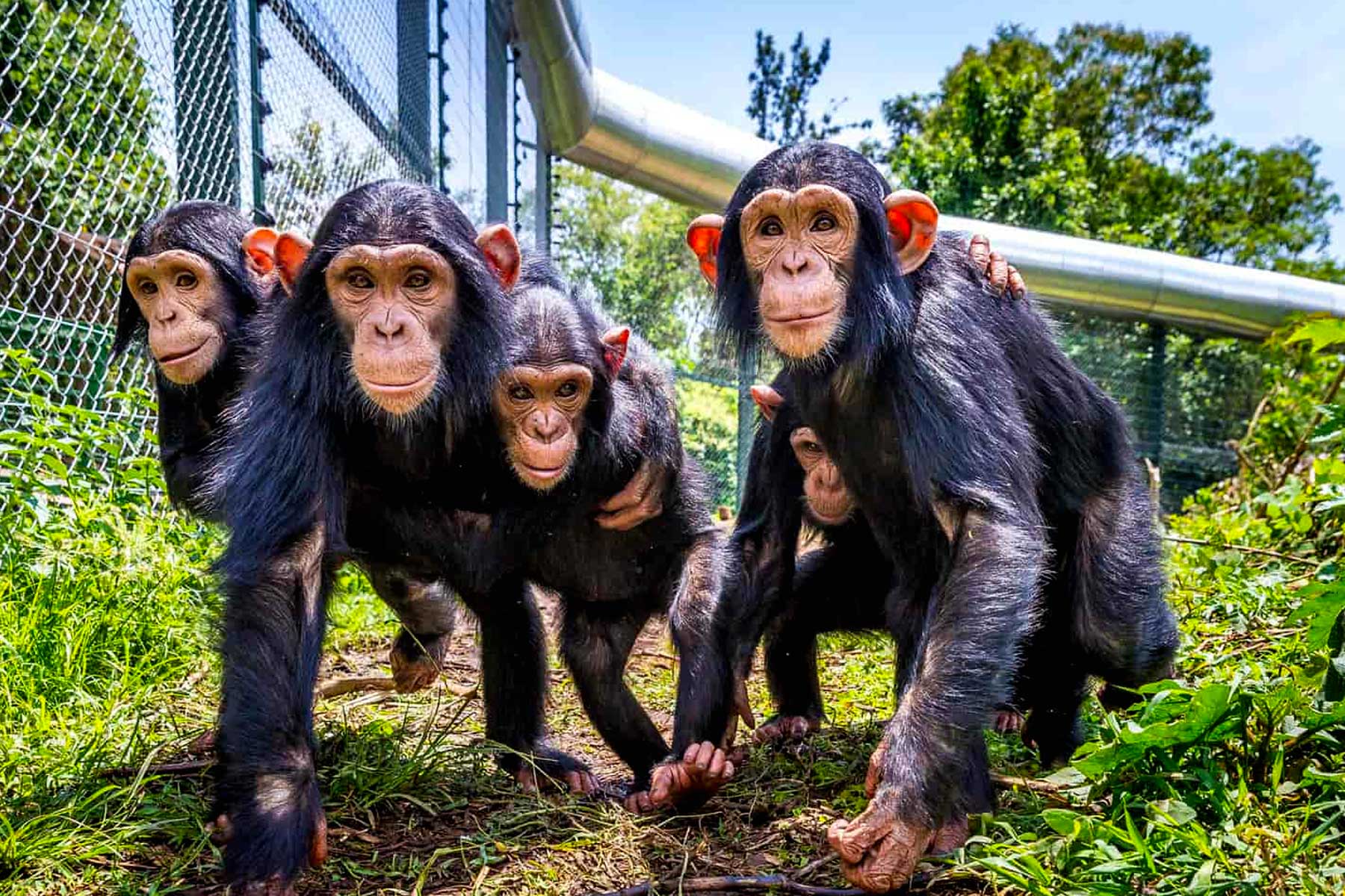 Lwiro Chimpanzee Sanctuary