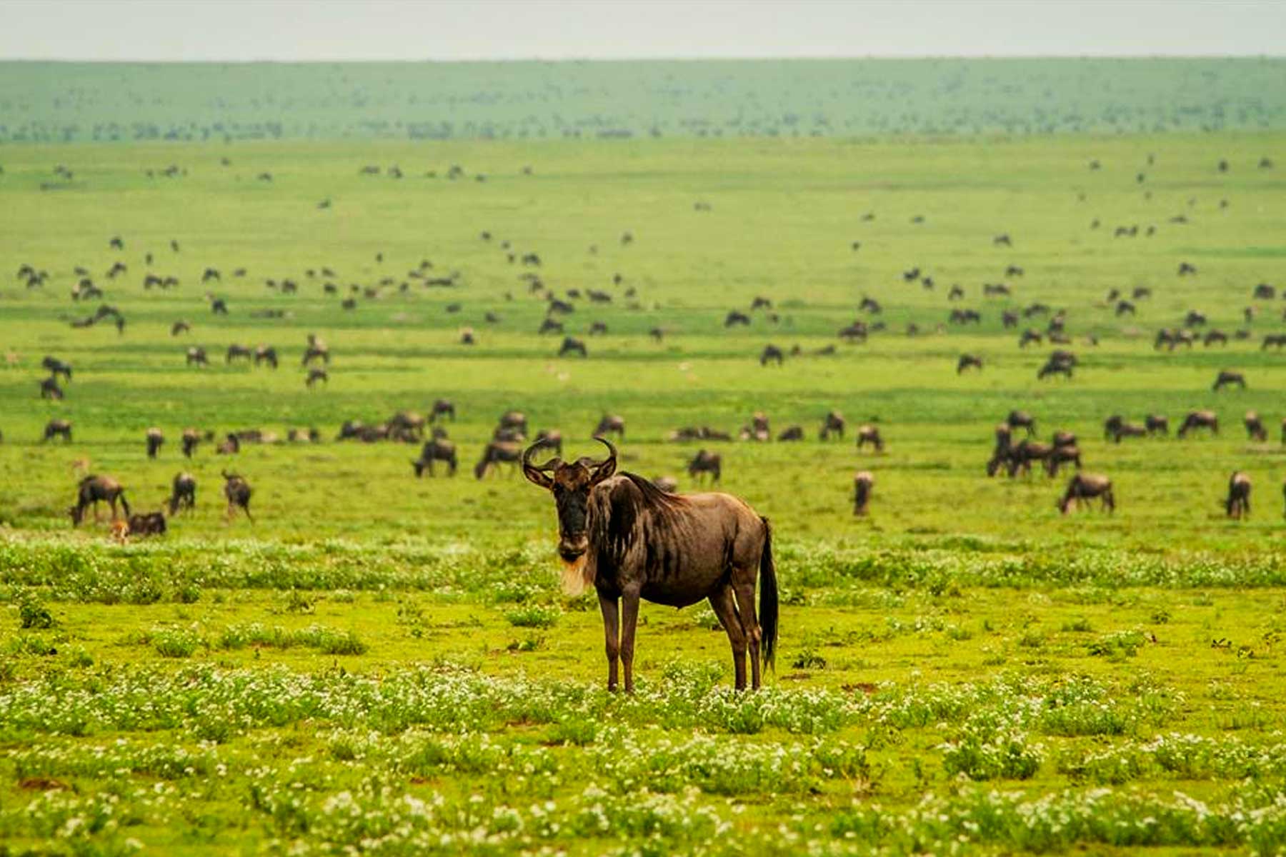 Ndutu Area