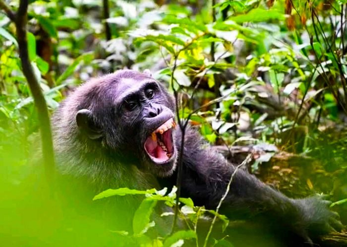 rwanda-gorilla-and-chimpanzee-trekking-adventure