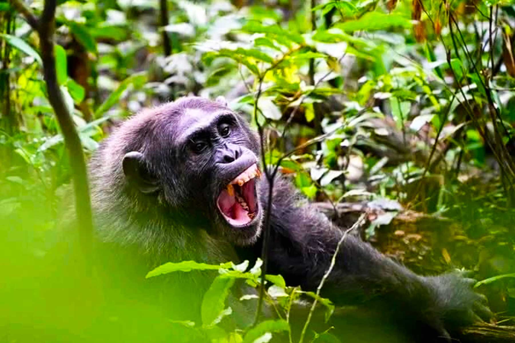 rwanda-gorilla-and-chimpanzee-trekking-adventure