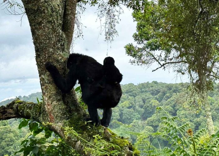 rwanda-gorilla-trekking-and-wildlife-safari