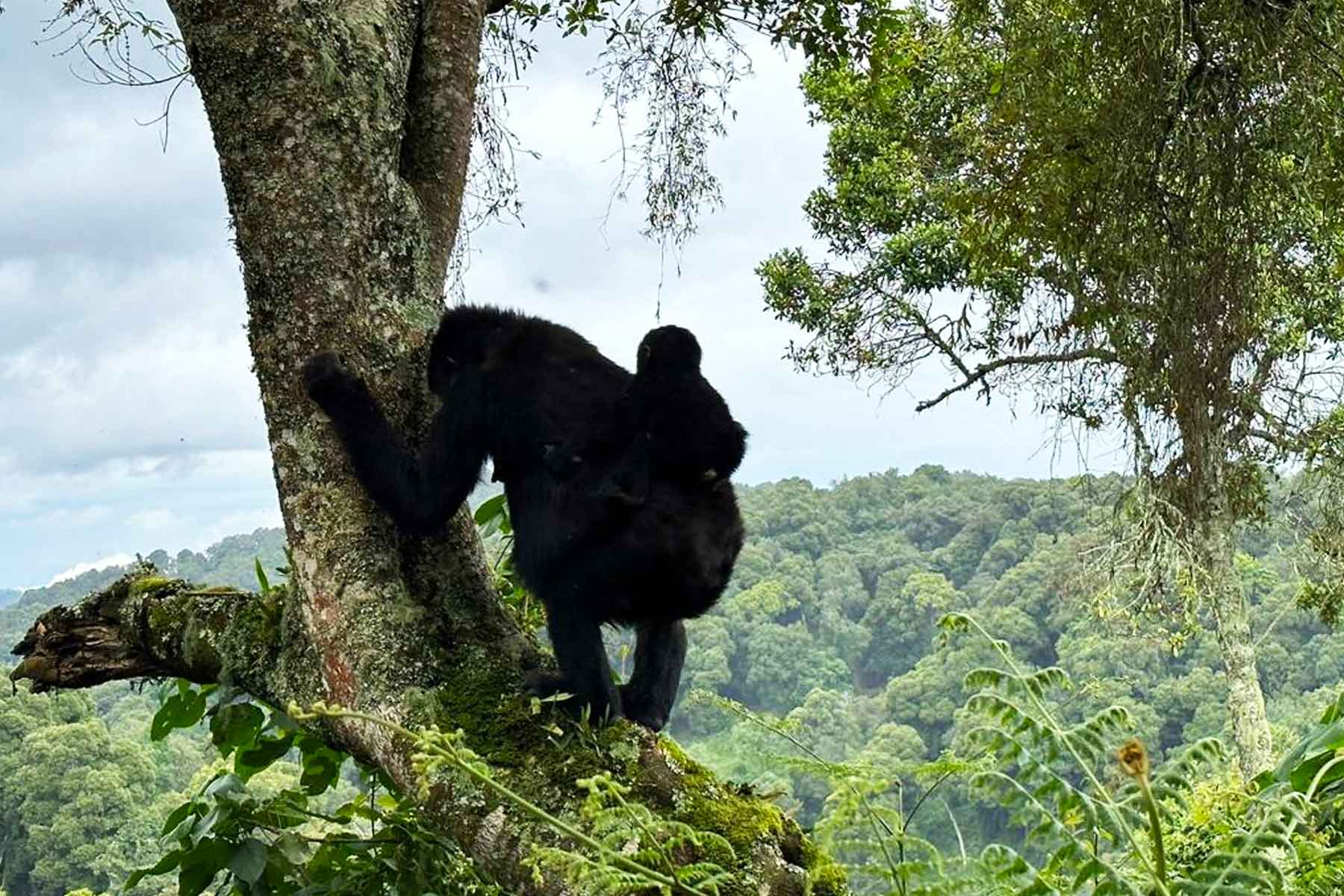 rwanda-gorilla-trekking-and-wildlife-safari