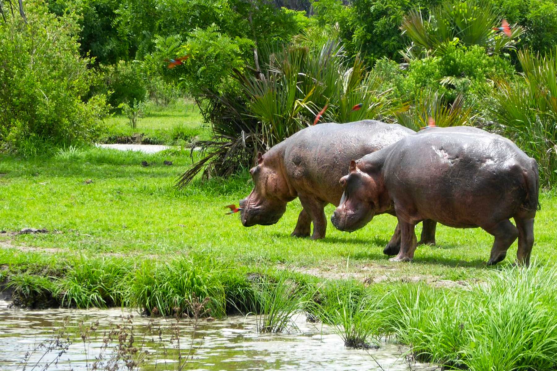 Selous National Park