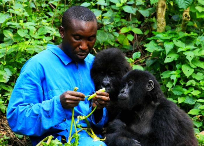 senkwekwe-gorilla-sanctuary