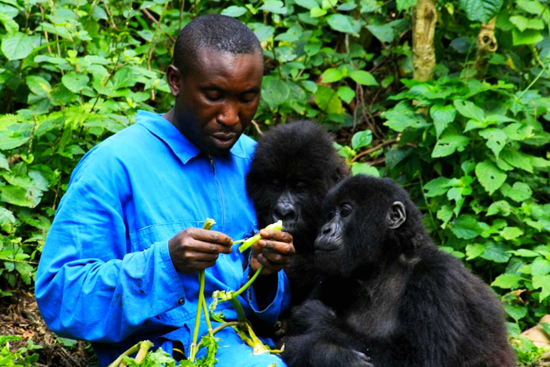 Senkwekwe Gorilla Sanctuary