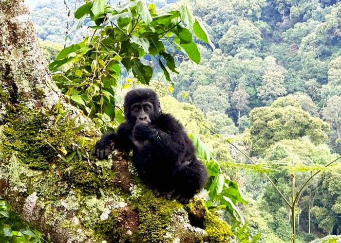 uganda-gorilla-national-park