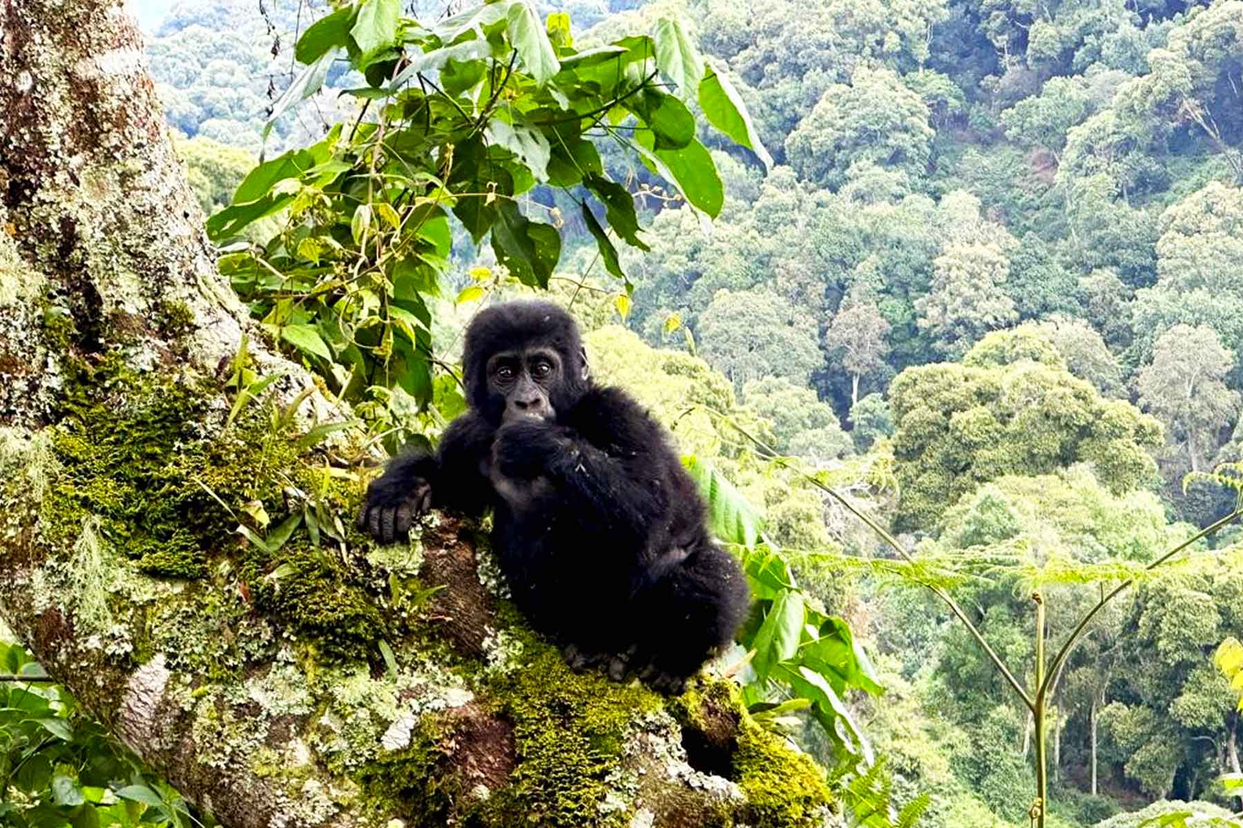 uganda-gorilla-national-park