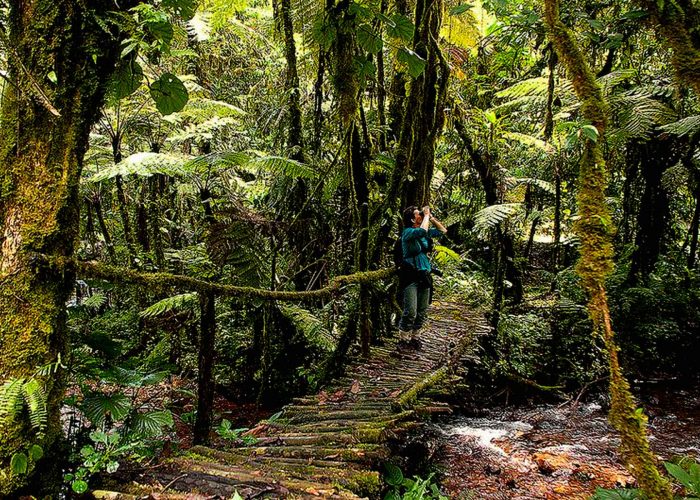 unveil-the-hidden-treasures-of-buhoma-nteko-ivy-trail-walk