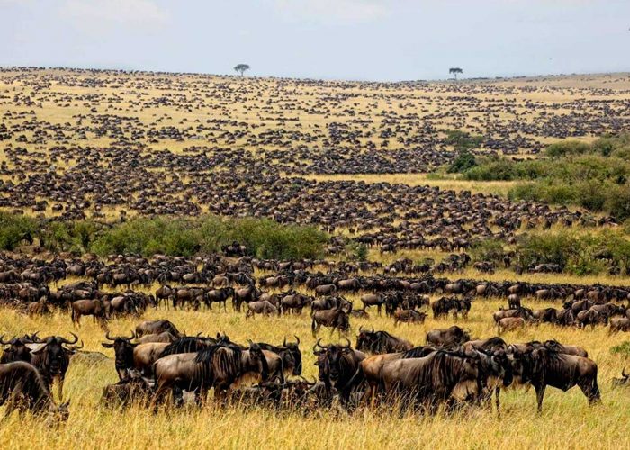 wildebeest-migration-and-gorilla-trekking-safari