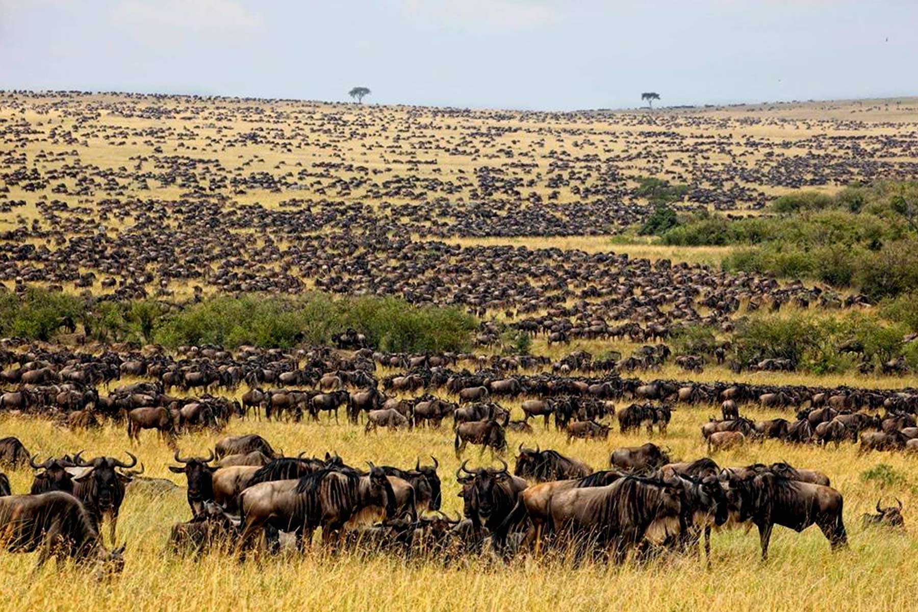 wildebeest-migration-and-gorilla-trekking-safari